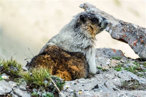 Wild Marmot In Its Natural Habitat, British Columbia Stock Image ...