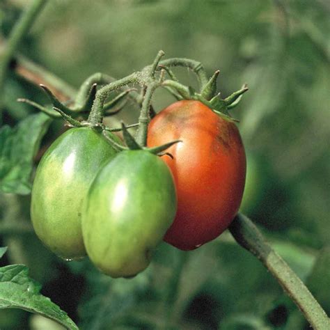 Black Plum Tomato Seeds | Terroir Seeds