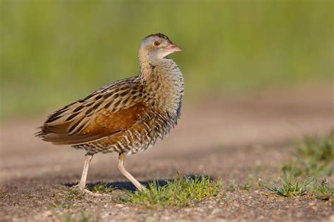 Corncrake (Crex Crex) | JuzaPhoto