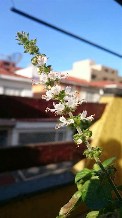 Flor do Manjericão | Flores, Manjericão