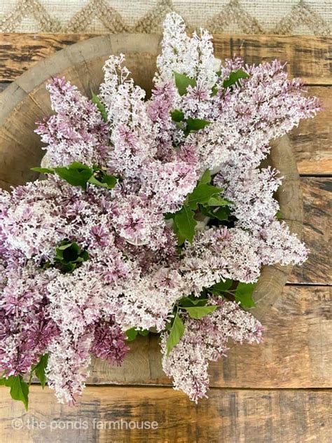 Plant a Lilac Bush Today! 3 Reasons You Won't Regret It