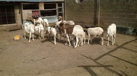 Winrock International » Market Value Chains of Small Ruminants