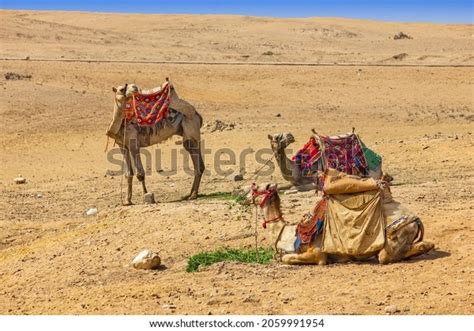 Camel Caravan: Over 25,395 Royalty-Free Licensable Stock Photos | Shutterstock