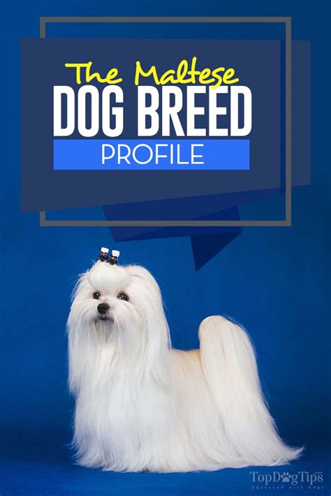 Maltese Dog Breed Profile – Top Dog Tips