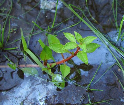 Ludwigia palustris (common water-primrose): Go Botany