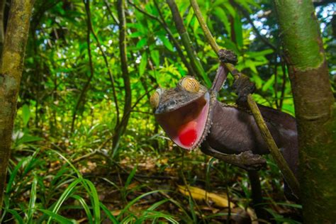 The Wildlife of Madagascar's Rainforests | Nature TTL
