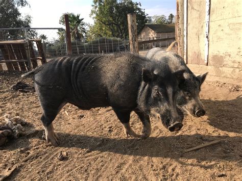 Adopt a mini pig in california | united states | SoCaMiniPigs.com