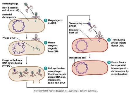 Bacterial Transduction - Generalized and Specialized ~ Biology Exams 4 U