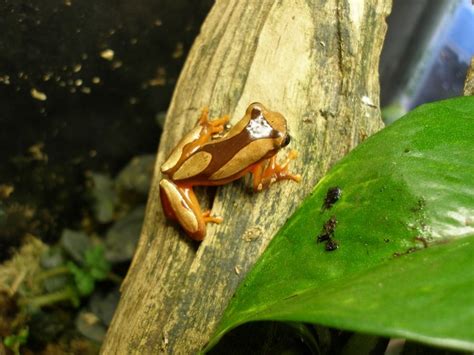 clown_tree_frog_feature_image » Amphibian Care