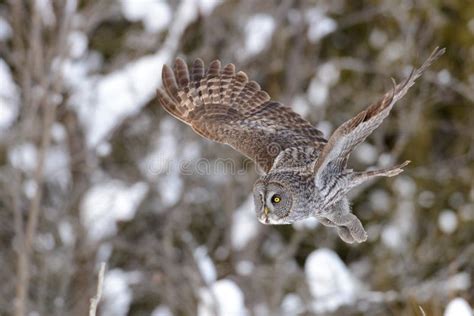 Great Gray Owl flying stock photo. Image of animal, flying - 50234438