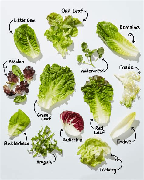 Types of Lettuce: A Visual Guide to Salad Greens | The Kitchn