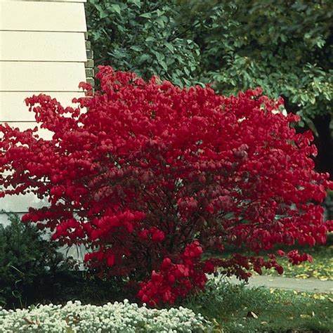 Burning Bush Pruning : One cultivar that has been widely planted is.