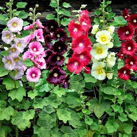 Buy Hollyhock Mixed Color - Flower Seeds online from Nurserylive at ...