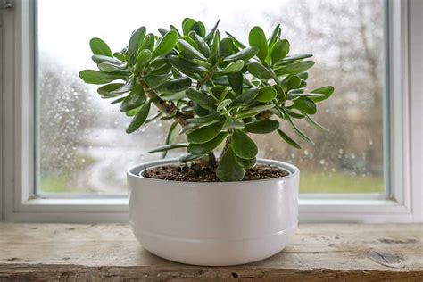 How To Grow Jade Plants From Cuttings