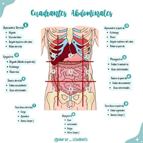 cuadrantes Abdominales | Nurse Students | uDocz