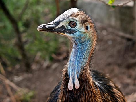 Baby Cassowaries: All You Need To Know (with Pictures) | Birdfact