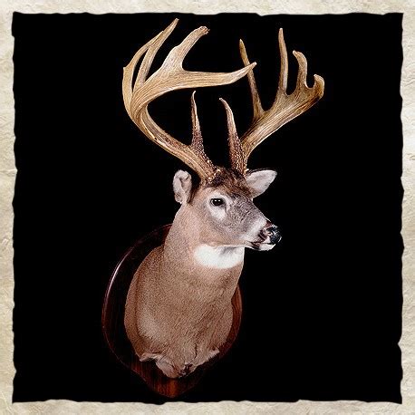 Top 10 Largest Typical Whitetail Bucks Ever Killed | Missouri ...