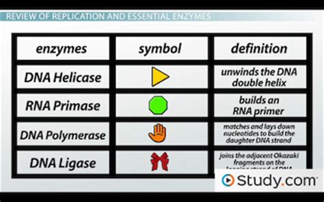 DNA Replication Enzymes | Overview, List & Order - Lesson | Study.com