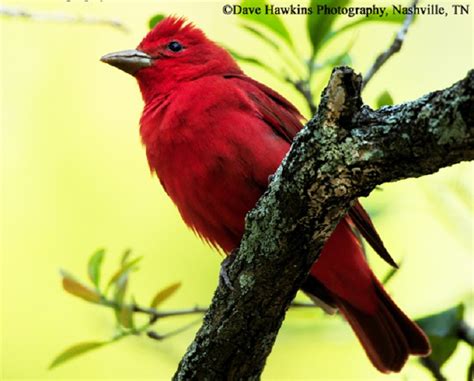 Birding Trails - Tennessee Wildlife Resource Agency | Summer Tanager