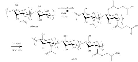 Scheme of succinylated chitosan synthesis with representative chain ...