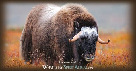 Bull & Ox Symbolism & Meaning | Spirit, Totem & Power Animal