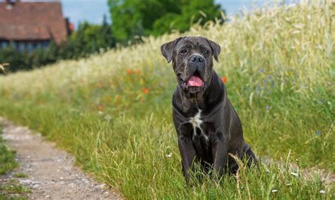 Cane Corso Bite Force | How Strong Is A Cane Corso Bite