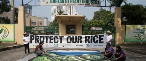 Filipino farmers protest government research on GM golden rice