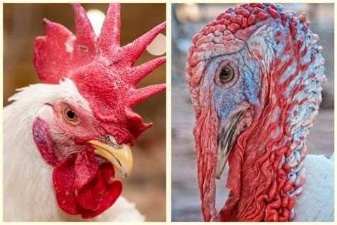 Rooster vs. Turkey [What Sets These Birds Apart?] - Birdwatching Buzz