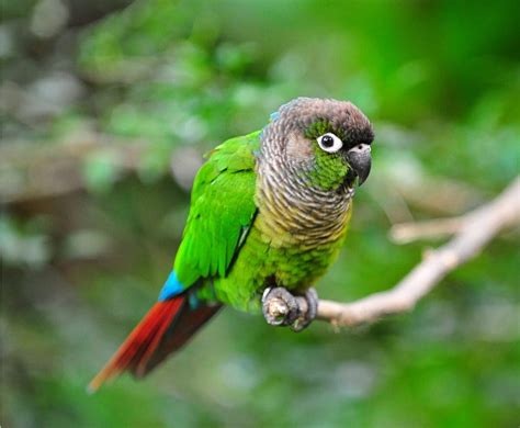 Green Cheeked Conure: Everything You Need To Know About Them