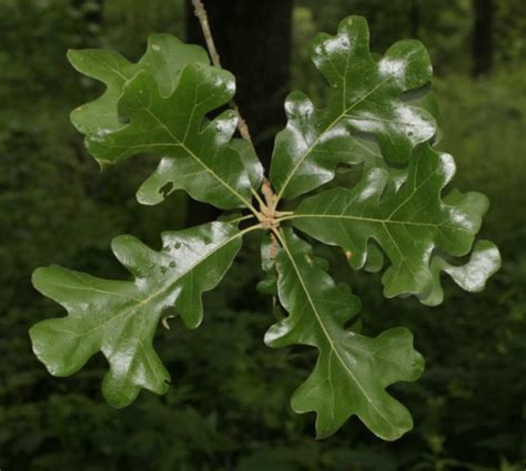 quercus-stellata-leaves - Great Plains Nursery