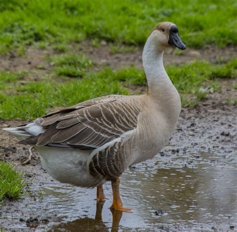 African Goose - Baby Waterfowl for Sale | Cackle Hatchery®