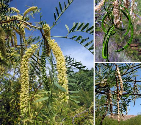 Prosopis glandulosa – “Honey Mesquite” - Wildflowers of Joshua Tree Country