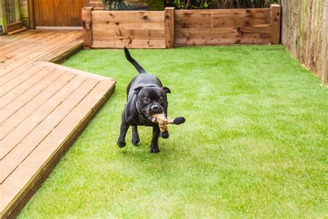 Artificial Grass Care When You Have Pets - Parsons Rocks! | Artificial grass for dogs ...