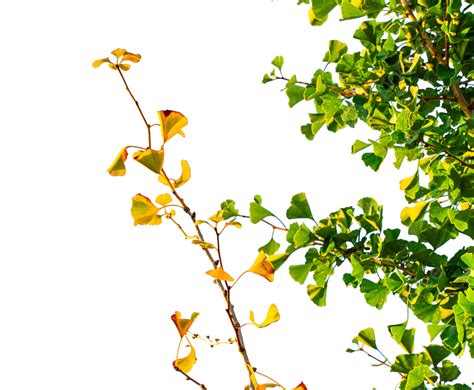 Autumn Natural Scenery Ginkgo Tree, Autumn, Natural Scenery, Ginkgo Tree PNG Transparent Image ...