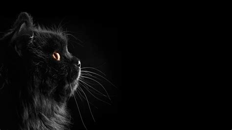 long-furred black cat #cat black cats #black #dark selective coloring black background #1080P # ...