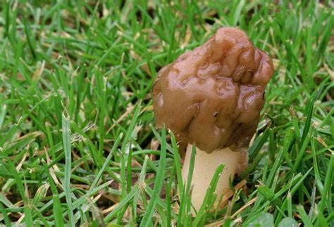 Morille : tout savoir sur les morilles | Pratique.fr