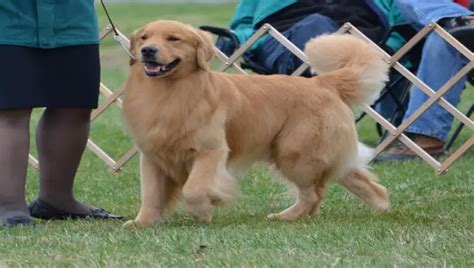 Show Golden Retriever Vs Field Golden Retriever - Explained!