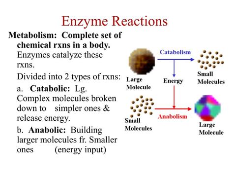 PPT - Enzymes: Biological Catalysts PowerPoint Presentation - ID:5736986