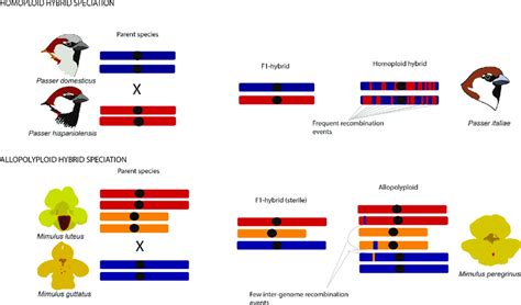 Schematic representation of homoploid and allopolyploid hybrid... | Download Scientific Diagram