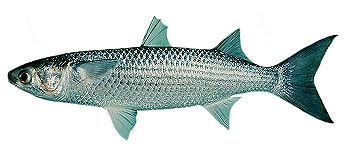 Grey Mullet - Saltwater Fish Species - Fishing Khao Lak