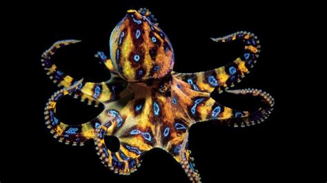 7 Small Octopus Species That You'll Love - Octolab TV