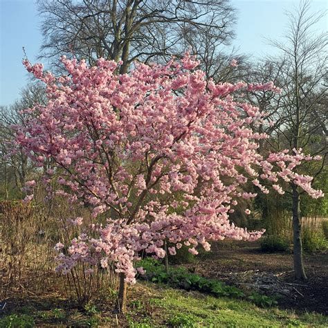 Prunus Accolade, Vårkörsbär - Prydnadsträd