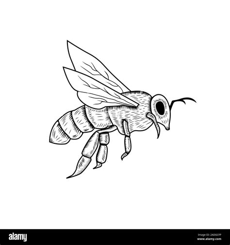 Honey bee vintage drawing. Hand drawn isolated insect sketch. Engraving style illustrations. for ...