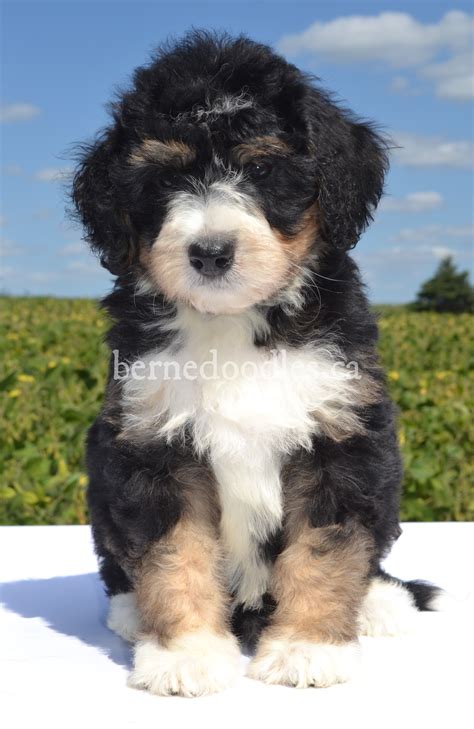 Marigold's F1 Standard Bernedoodle Puppies | Willow Brooke Bernedoodles | Available Bernedoodle ...