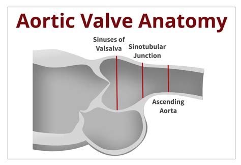 FINALLY: How to Correctly Measure the Aorta!