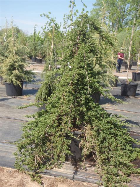 Juniperus procumbens (Japanese Garden Juniper, Japanese Juniper ...