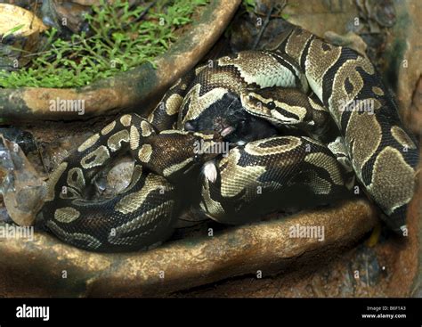 Python prey hi-res stock photography and images - Alamy