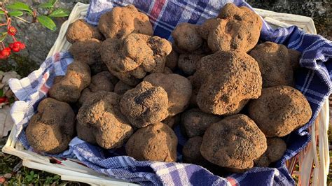 Festival del Tartufo Bianco e Nero pregiato: un doppio weekend a tutto ...