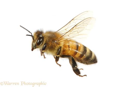 Honey Bee in flight photo WP41479