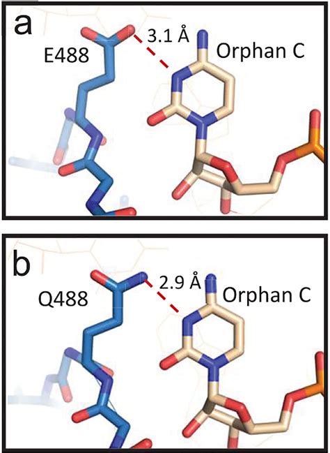 Figure 1 from Rational Design of RNA Editing Guide Strands: Cytidine Analogs at the Orphan ...